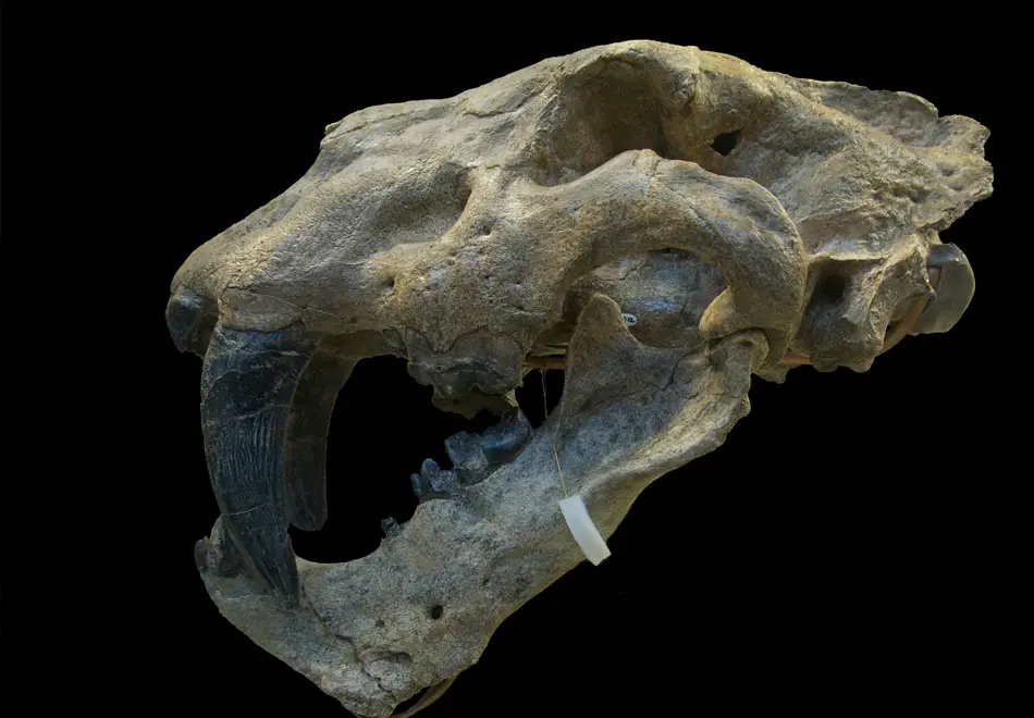 Sabre Tooth Tiger Skull : Wiki Commons