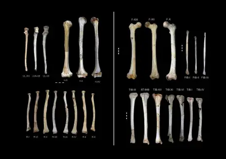 This image shows the upper and lower limb bones of those adults found in Sima de los Huesos, Atapuerca, Spain