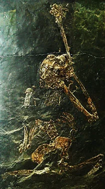 A fossilised Oreopithecus bambolii – Wiki Commons