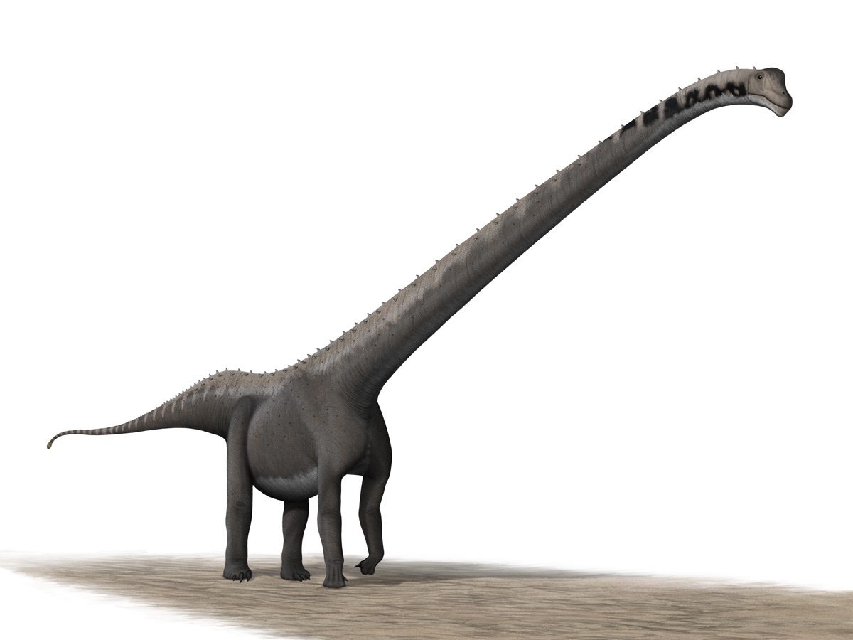 sauropod