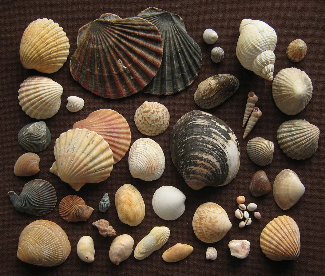 Seashells inspire new way to preserve bones for archaeologists