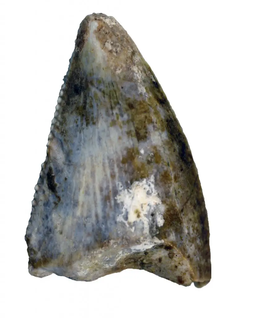 Adaffa Theropod Tooth: This isolated tooth evidences the first identifiable carnivorous theropod dinosaur from the Arabian Peninsula. Abelisaurids like this specimen have been found in the ancient Gondwanan landmasses of North Africa, Madagascar and South America. Photograph: Maxim Leonov (Palaeontological Institute, Moscow).