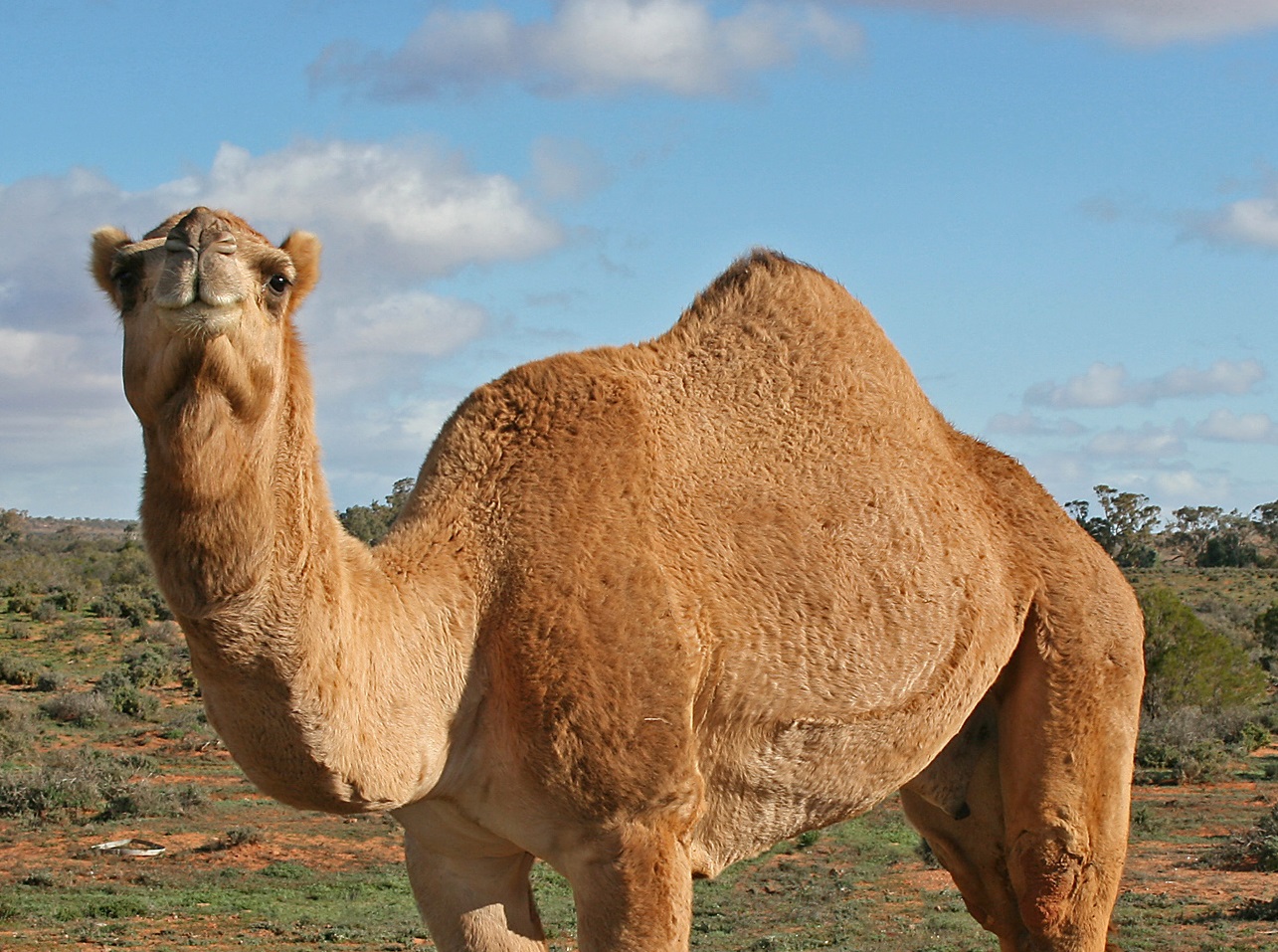Finding Israel's First Camels - HeritageDaily - Heritage & Archaeology News