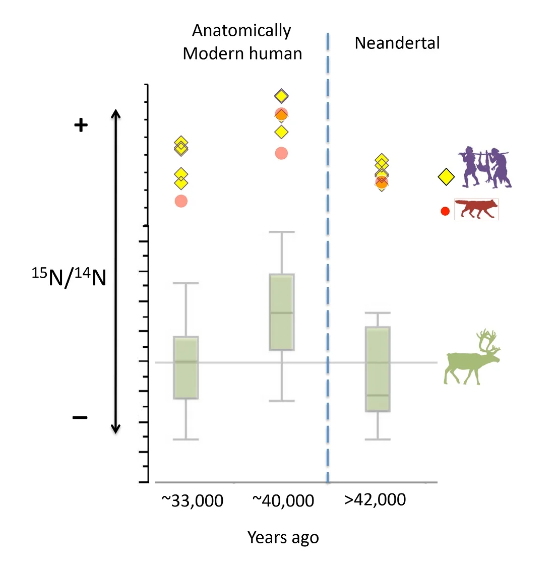 Graph showing the isotopic shift of herbivores, wolves and humans at the transition between Neanderthals and anatomically modern humans. Illustration: Hervé Bocherens/University of Tübingen. Graphique montrant le décalage isotopique des herbivores, des loups et des humains préhistoriques à la transition entre Néandertaliens et humains modernes. Illustration: Hervé Bocherens/Université de
