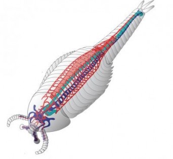 This image shows a schematic reconstruction of the animal, outlining the cardiovascular system in red, the brain and central nervous system in blue and the gut in green. Credit: Nicholas Strausfeld