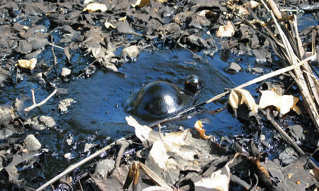 La Brea Tar Pit fossil research shows climate change drove evolution of Ice Age predators