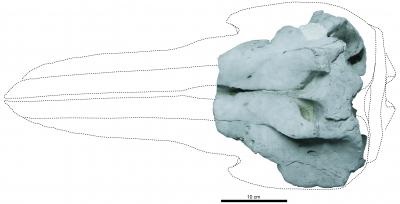 This is the skull of the holotype of Eodelphis in dorsal view. Credit: Image courtesy Mizuki Murakami