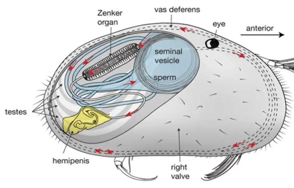 Monster Sperm