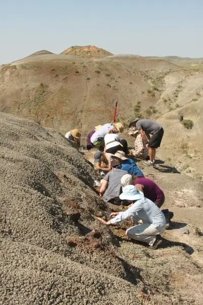 A McGill field crew is collecting fossils as part of a field course in Grasslands National. Credit: Hans Larsson/Emily Bamforth
