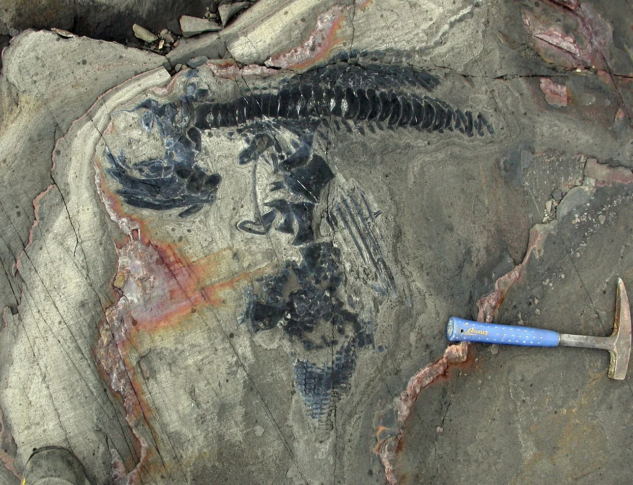 Articulated skeleton of an ichthyosaur from the Torres del Paine National Park. Photo: W. Stinnesbeck