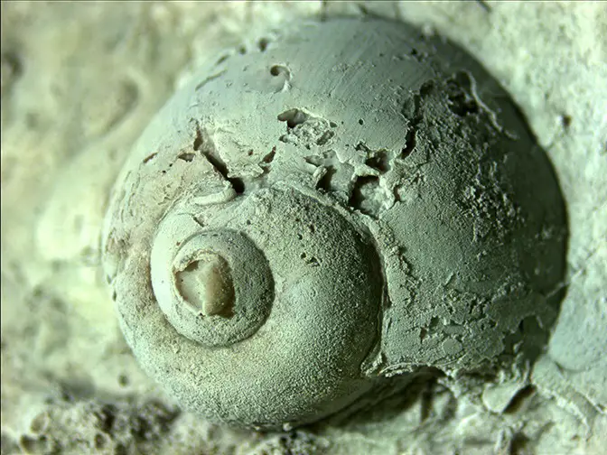 Latex impression of a freshwater snail found in a French buhr millstone at Lanterman’s Mill, Youngstown, Ohio. © SEPM