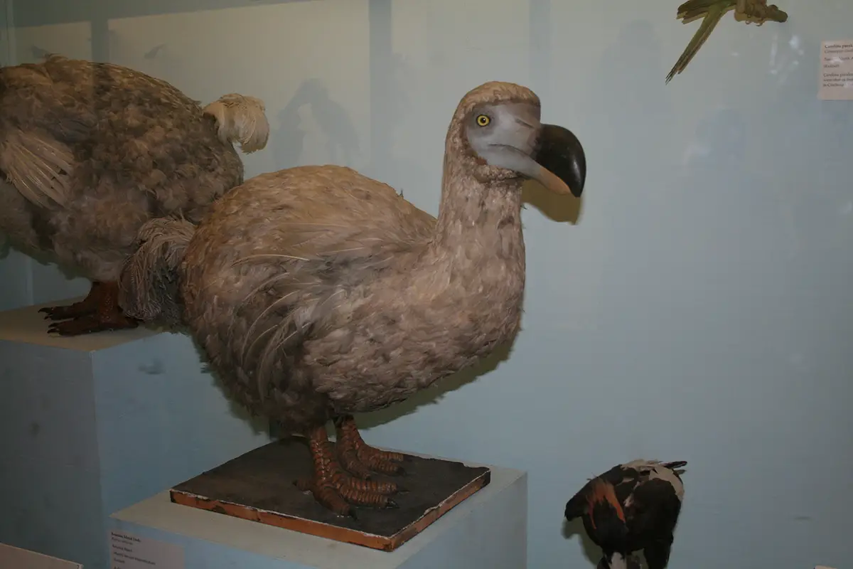 Mauritius Natural History Museum Mauritius Natural History Museum