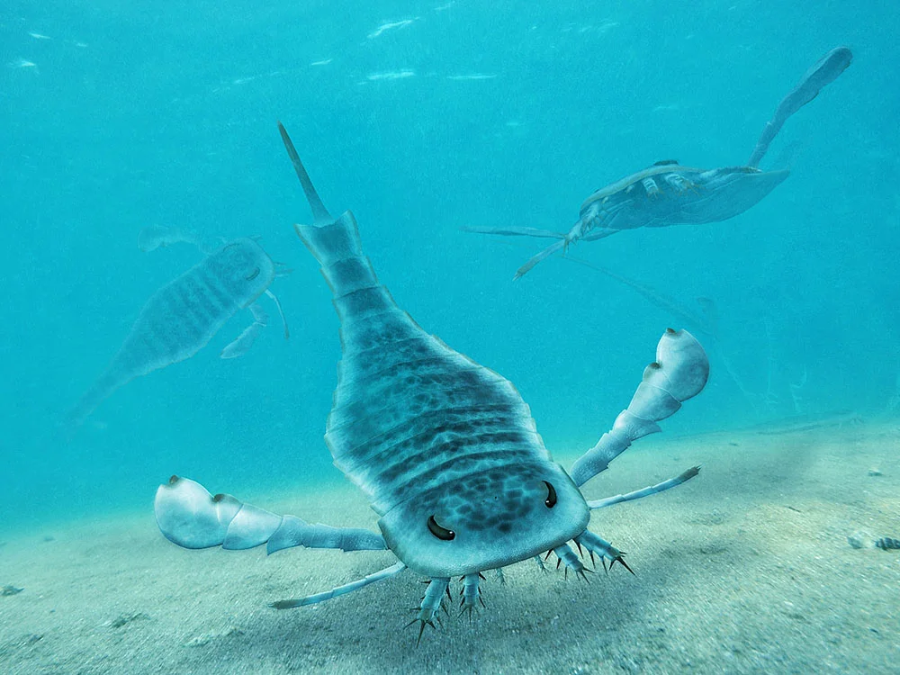 Eurypterus: WikiPedia