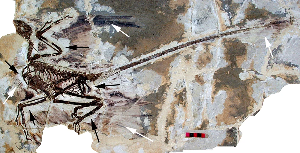 An example of a microraptor: WikiPedia