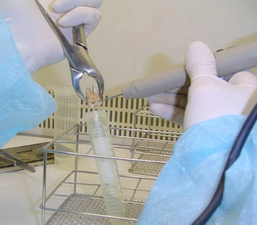 Image of ancient DNA laboratory work during sample collection: Universitat Autonoma de Barcelona