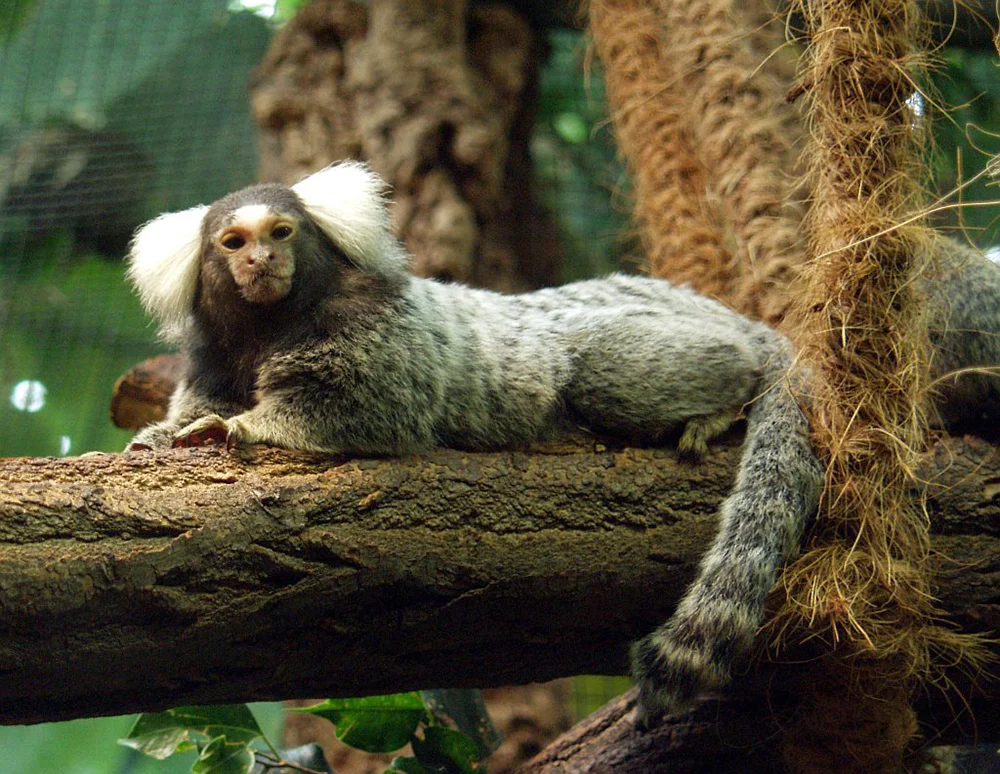 Common Marmoset: WikiPedia