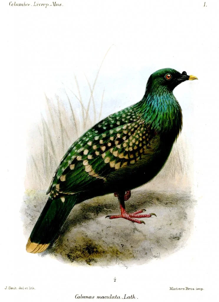 Spotted Green Pigeon: WikiPedia