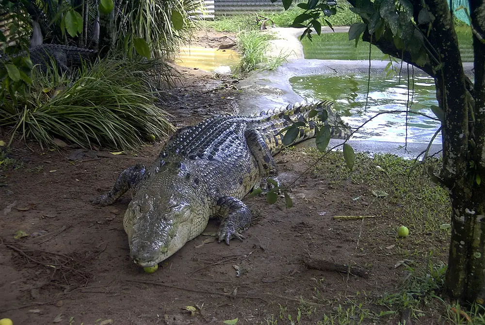 Large Crocogylus Porosus: Wikimedia