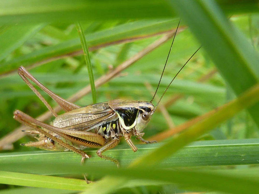 Bushcricket: Flickr