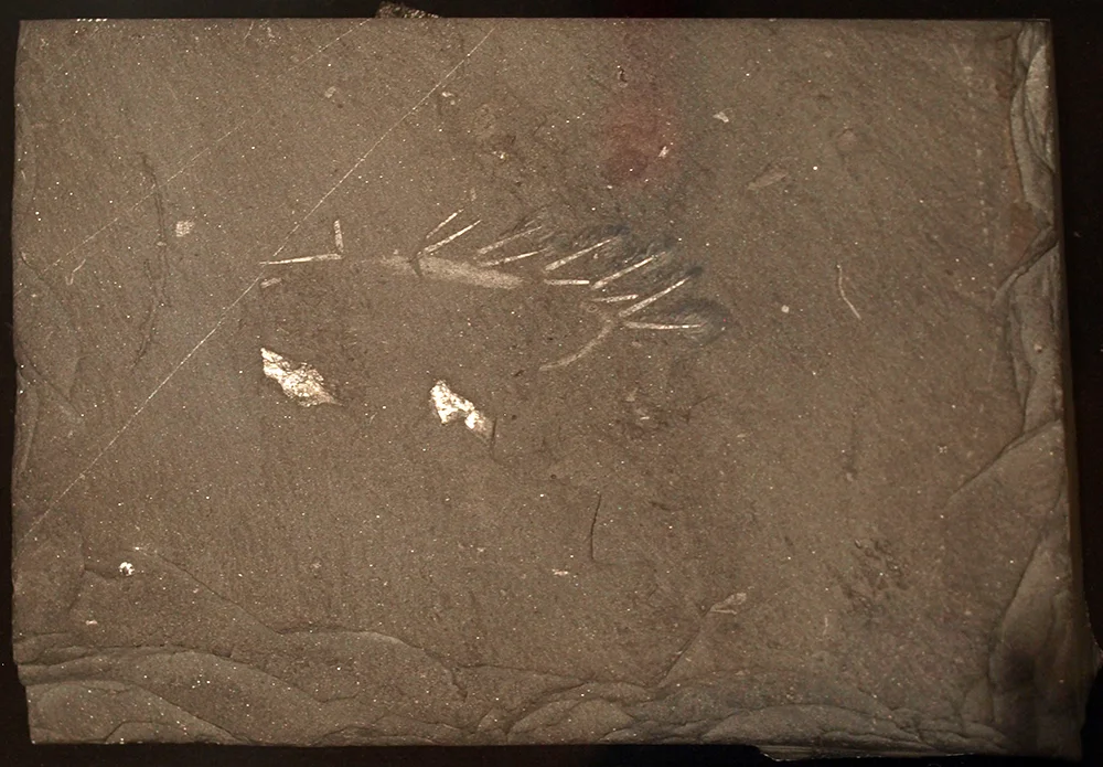 Hallucigenia Fossil: WikiPedia