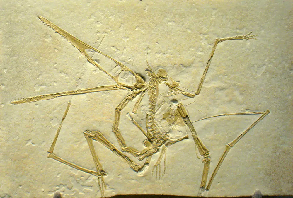 pterosaur bones