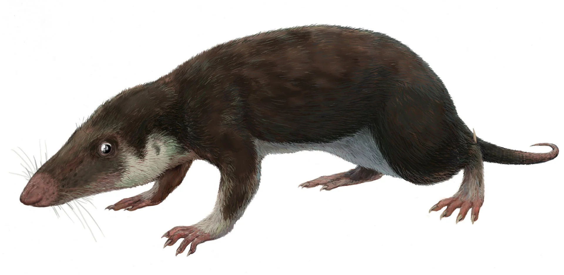 jurassic era animals