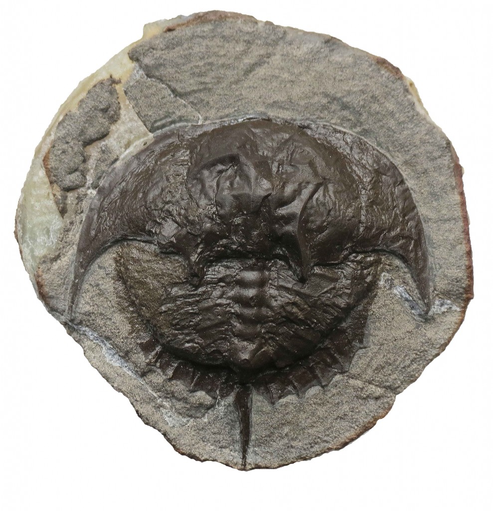 Horseshoe Crab: Manchester University