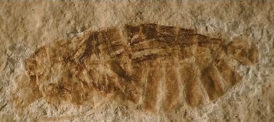 This is a fossilized aquatic bug from the Orbagnoux outcrop of the Rhone valey: Gallomesovelia grioti (scale bar 1 mm).