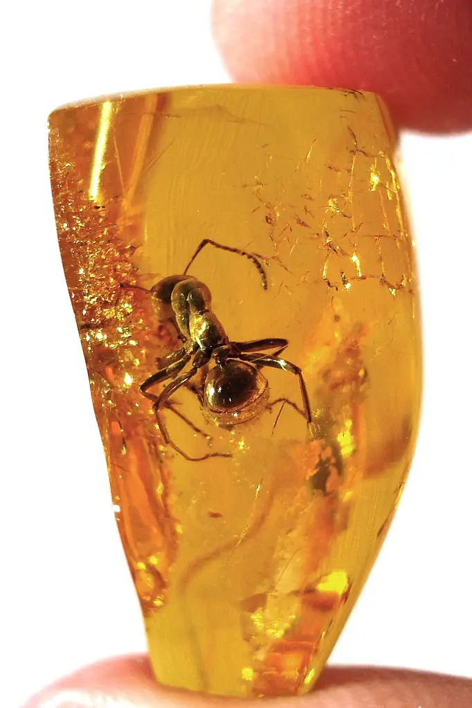 Insect trapped in amber: WikiPedia