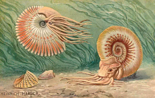 Ammonites as they would appear in life: WikiPedia