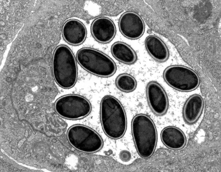 Electronmicroscopic picture of the spores of the newly discovered microsporidium M. daphniae: Ronny Larsson