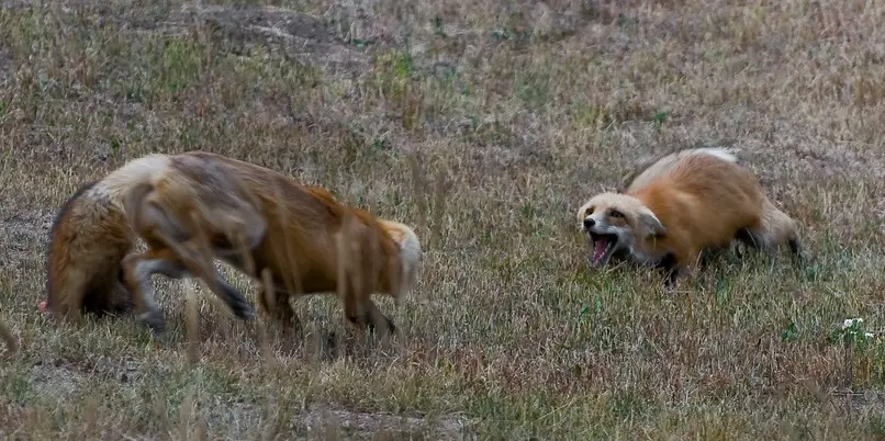 Red_foxes_fighting