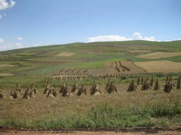 This shows the modern-day barley harvest in Qinghai, farmed at a height of 3,000 meters above sea level.