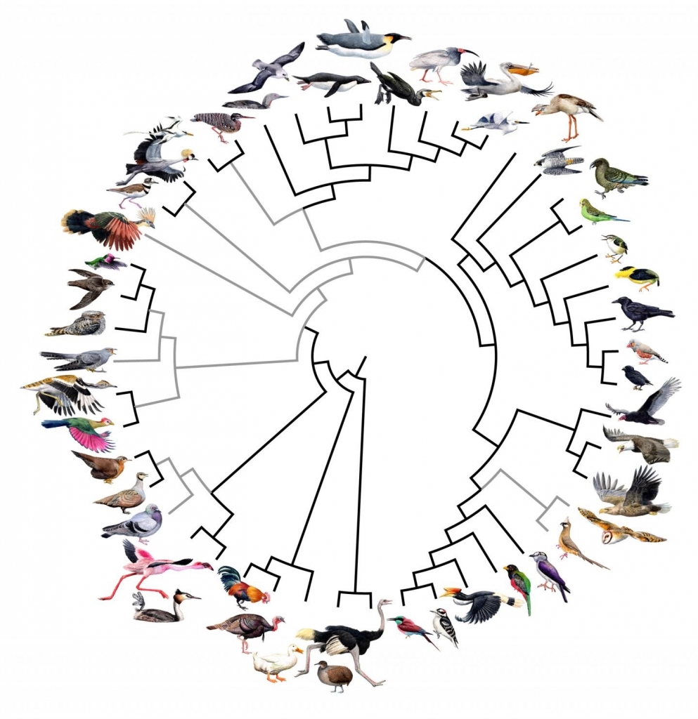 The Avian Phylogenomics Consortium's work over four years has brought together more than 200 scientists to better understand the evolution of birds.