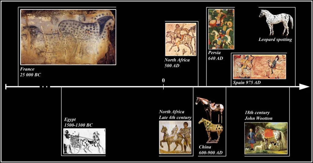 Examples of leopard complex horses in human artefacts and culture. Pictures from left to right: (a) the panel of the dappled horses—‘Le panneau des Chevaux ponctue´s’, Cabrerets, Lot France (Photo from P. Cabrol, Centre de Pre´histoire du Pech Merle). (b) There are several examples of spotted horses in the art of ancient Egypt dating from 1500 to 1300 BC (http://www.spanishjennet.org/history.shtml). (c) The mosaics from North Africa are from the Dominus Iulius at Carthage [1]. (d ) This Persian plateau was passed from conqueror to conqueror until the arrival of the Muslims from the South in 640 AD. Persian art objects from that time to the present show spotted horses, suggesting that spotted horses were common in Persia since before the Muslim conquest ( picture from http://www.spanishjennet. org/history.shtml). (e) Chinese horse sculptures dating to 600–900 AD. (f ) The mosaic (Spain 975 AD) is from the Beato de Gerona Codex, dating to 975 and attributed to the Abad Domenicus [2]. (g)