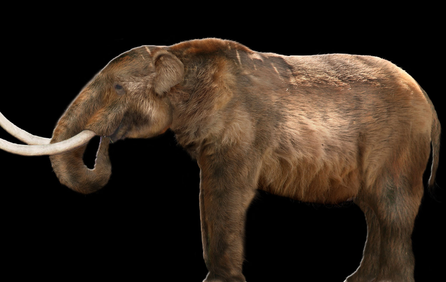 safari ltd american mastodon