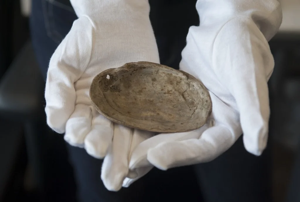 Inside of the fossil Pseudodon shell (DUB7923-bL) showing that the hole made by Homo erectus is exactly at the spot where the adductor muscle is attached to the shell (credit: Henk Caspers, Naturalis, Leiden, The Netherlands).