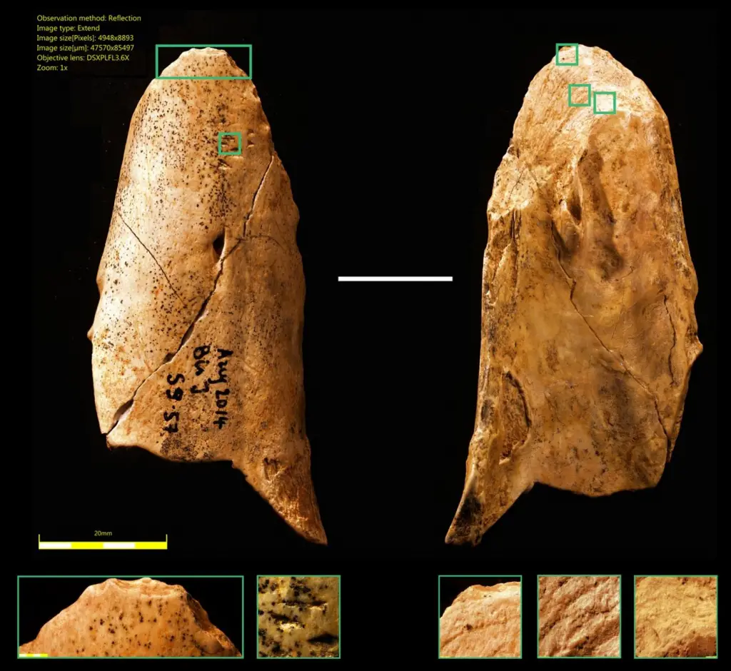 Bone Tool Discovered by University of Montreal Researchers (image)
