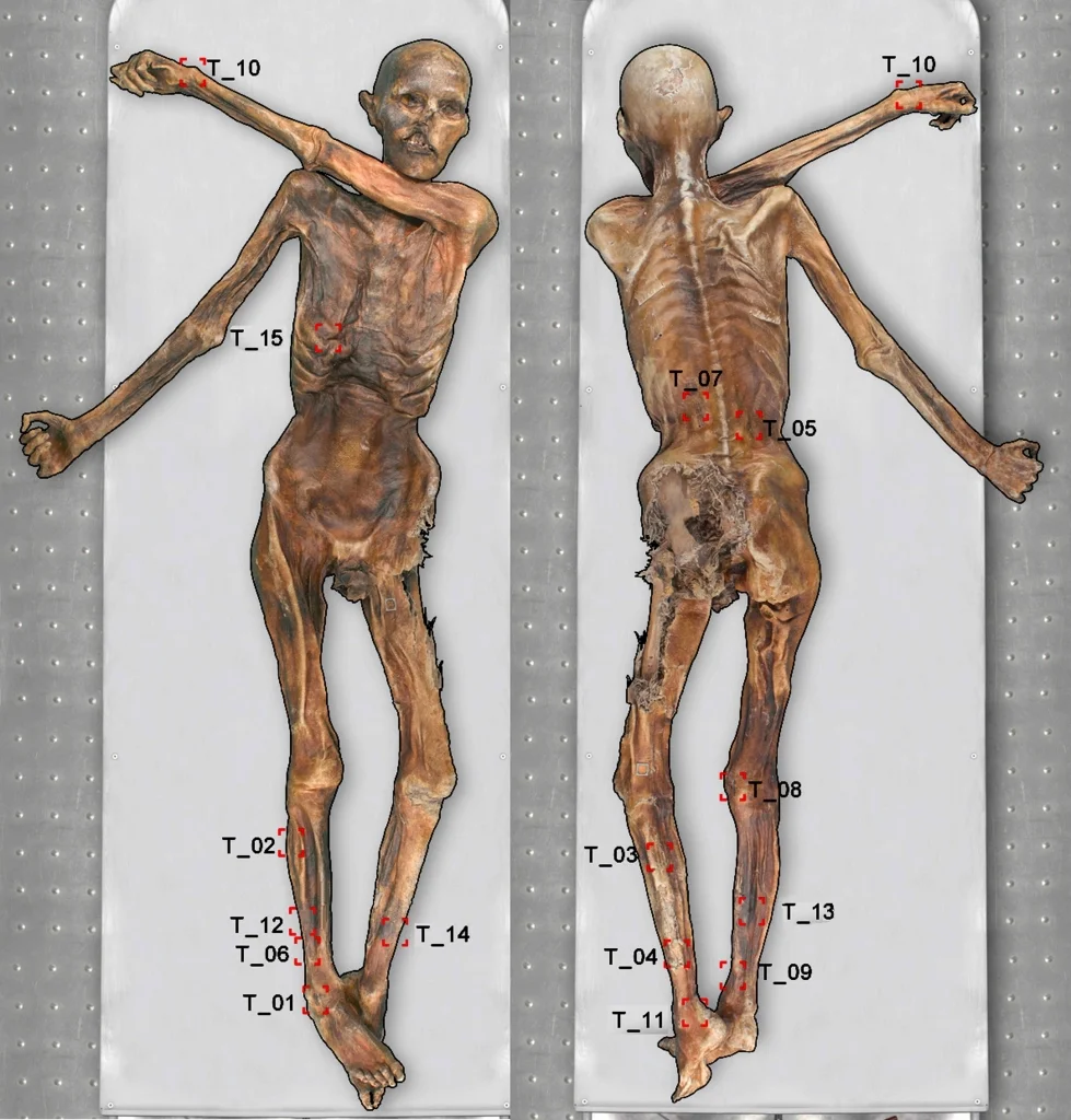 Locations of tattoos on the Iceman (Image courtesy the South Tyrol... |  Download Scientific Diagram