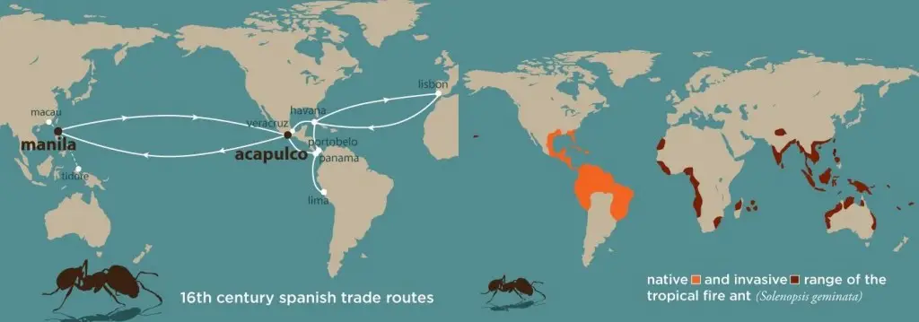 Once found only in the Americas, the tropical fire ant is now distributed across most of the tropical regions of the world. Credit: Julie McMahon