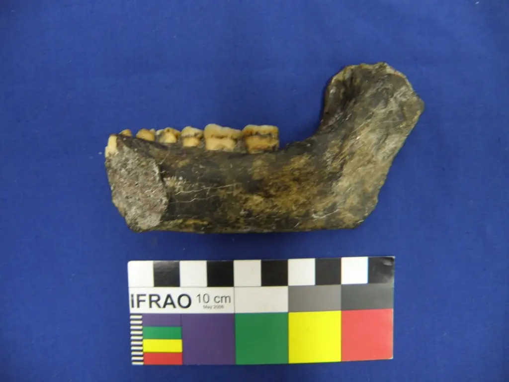 The mandible of Olduvai Hominid 22 (OH 22) illustrates the archaic nature of the negative chin. Professor Colin Groves