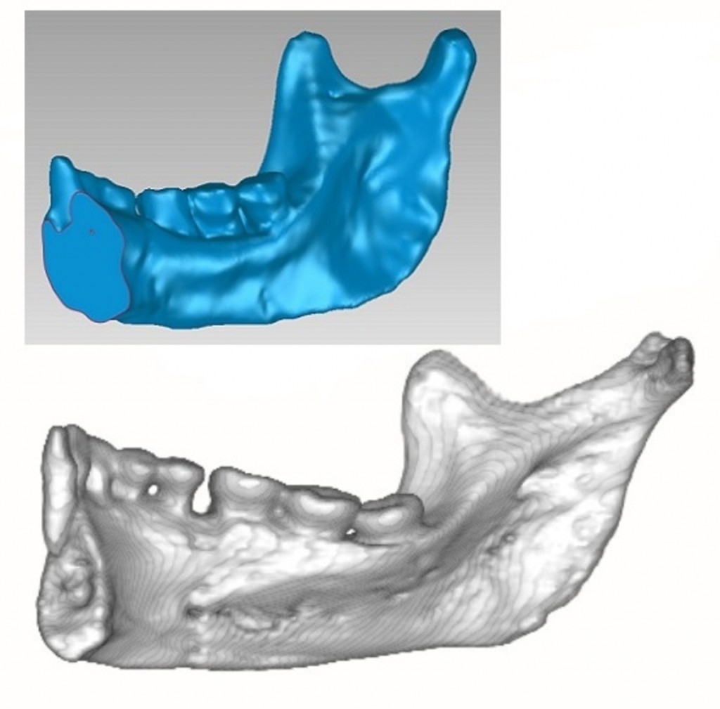 The mandible of LB1 (in blue) compared to that of an indigenous person from the archaeological site of Roonka, Australia. CT scan of LB1 courtesy Prof Mike Morwood; CT scan of Roonka 45 generated by Assoc Prof Arthur Durband