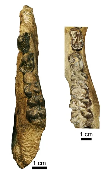Right, a hemi mandible of Epirigenys lokonensis with premolars 3 and 4 and molars 1 and 2. Compared with, to the left, a hemi mandible from a hippopotamid fossil. © LPRP/J.-R. Boisserie