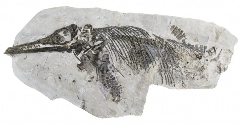 Full image of Doncaster ichthyosaur (Ichthyosaurus anningae)