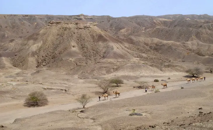 A caravan moves across the Lee Adoyta region in the Ledi-Geraru project area near the early Homo site. The hills behind the camels expose sediments that are younger than 2.67 million year old, providing a minimum age for the LD 350-1 mandible. Image: Erin DiMaggio/Penn State