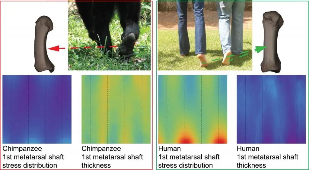 Big toe's big foot holds evolutionary key