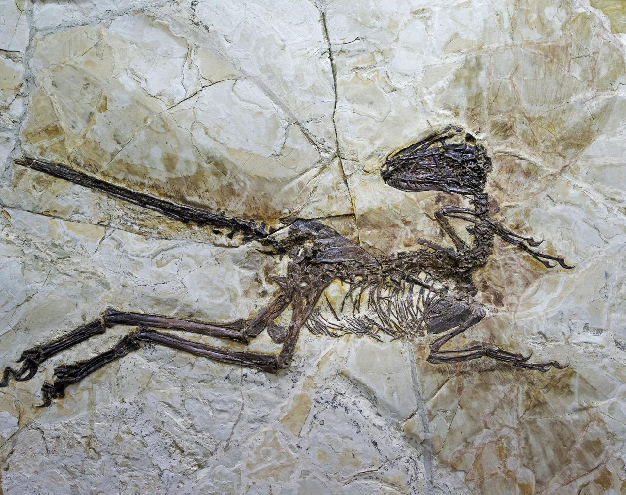 These are the fossil remains of Zhenyuanlong suni. Credit : Junchang Lu