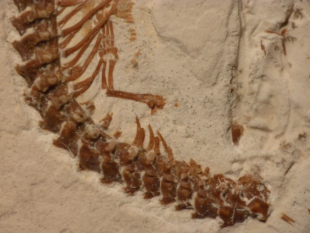 Photo of the snake 'hands'