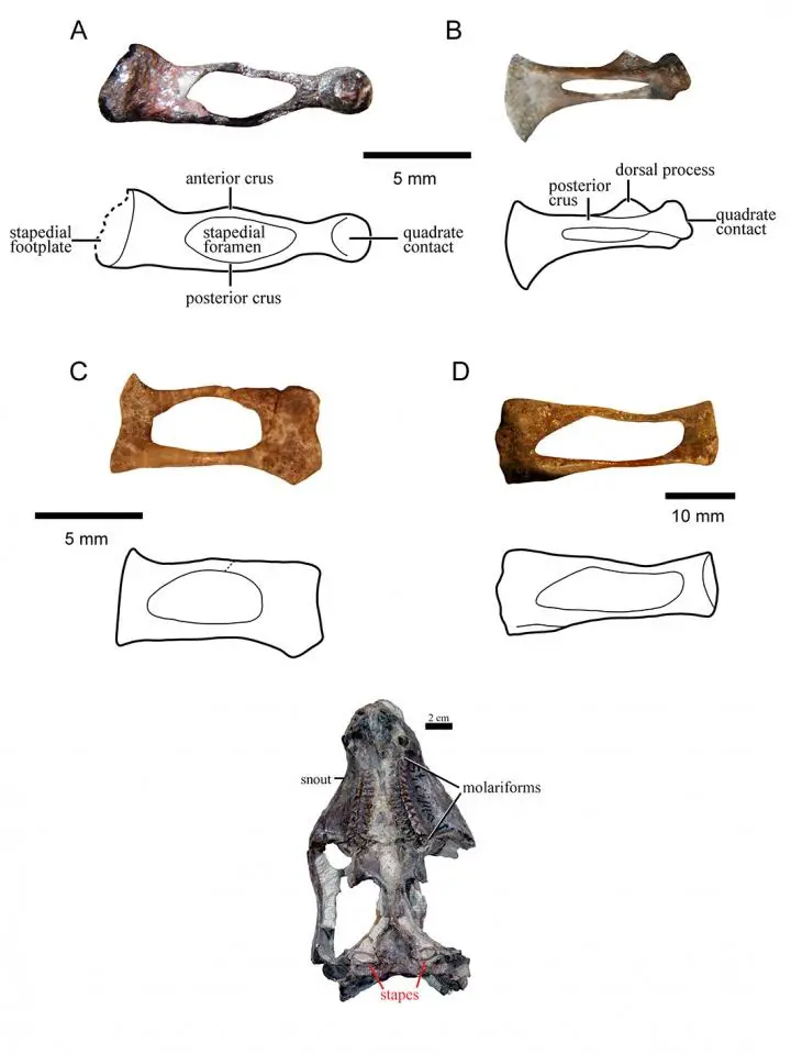Evolution of our mammalian ancestor's ear bone