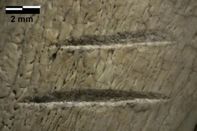 This is a detail of the marks on a fossilized rib bone, one of the two controversial bones. "The best match we have for the marks, using currently available data, would still be butchery with stone tools," says Emory University anthropologist Jessica Thompson. Credit : Photo by Zeresenay Alemseged.